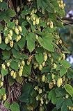 Humulus Lupulus Cascade Hops Vine 5 Seeds!