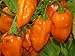 50 HOT ORANGE HABANERO PEPPER Capsicum Chinense Vegetable Seeds