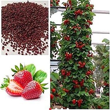 Vsquare Retail High Red 30pcs Strawberry Climbing Strawberry Fruit Plant Seeds Home Garden