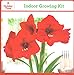 Holiday Time Indoor Growing Kit - Amaryllis 'Red Lion'
