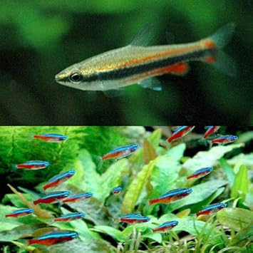 Amazon 熱帯魚 カージナルテトラ ワイルド １０匹 ナノストムス ベックホルディ ６匹 北海道 九州航空便要保温 Charm チャーム 観賞魚 水中生物 通販