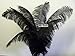 Ostrich Deluxe Formal BLACK- Feather Plume 18-24