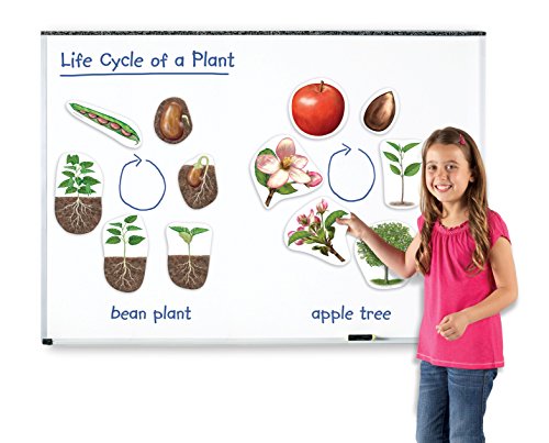 Learning Resources Giant Magnetic Plant Life Cycle