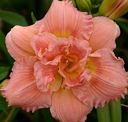 FERNSFLY IMP. Daylily | Hemerocallis | Daylilies | Day Lily Excellent Quality Flower Bulbs Aromatic Flower Plant Home Outdoor Gardening Plants Flowering Bulbs (Pack Of 1 Siloam Double Classic)