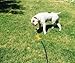 WATERBONE: First Water Sprinkler for Dogs!