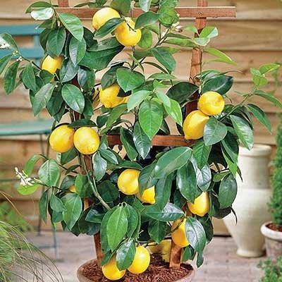 Creative Farmer Plants For Outfoor Lemon Seeds Galgal Nimbu Fruit Seeds Dwarf Fruit Seeds Pack
