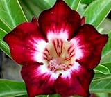 250 SEEDS PLANTING IN GARDEN PINK FLOWER TOPICAL RARE FRESH BONSAI ADENIUM DESERT ROSE ABESUM''RED NIGHT''