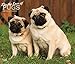 For the Love of Pugs 2020 14 x 12 Inch Monthly Deluxe Wall Calendar with Foil Stamped Cover, Animals by 