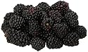 Blackberries, 6 oz