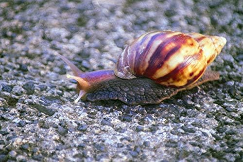 Diartop 5D Diamond Painting Kit by Number Giant African Snail Achatina Full Drill Diamond Painting Kit Home Wall Decor