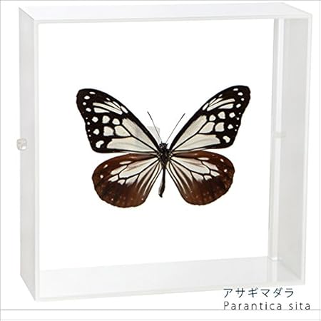 Amazon Co Jp 蝶の標本 アサギマダラ Parantica Sita マダラチョウ アクリルフレーム 白 おもちゃ