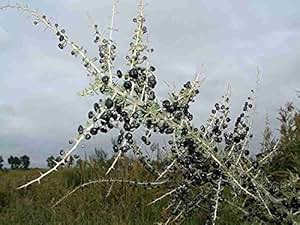 seeds
