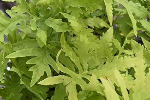 gardenexpert 16014 Onoclea Sensibilis Plant in 15 cm Pot - Green
