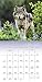 Wolves Wall Calendar (2017)