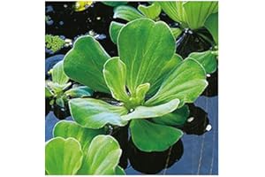 AQUALEAF AQUATICS Floating Plants for Water Gardens and Ponds (Water Lettuce) (Water Lettuce, 5, Count)