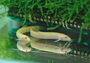 Amazon ヒドジョウ m 一匹 生体 オリジナル 観賞魚 水中生物 通販 Amazon ヒドジョウ m 一匹 生体 オリジナル 観賞魚 水中生物 通販