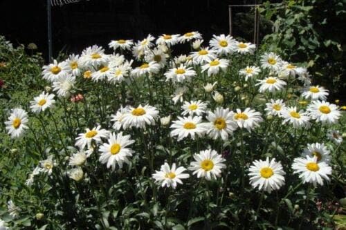 Perennial Flower Chrysanthemum Maximum Shasta Daisy 750 Finest Seeds price in Saudi Arabia | Amazon Saudi Arabia | supermarket kanbkam