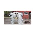 CafePress - Funny Alpaca Llama - Aluminum License Plate, Front License Plate, Vanity Tag