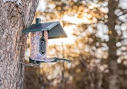 FeatherSnap Scout Wi-Fi Solar Powered Smart Bird