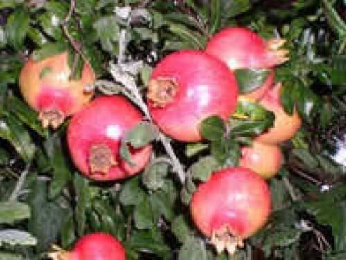 25 Fruta de la granada ÁRBOL Punica Granatum Semillas rojas ...