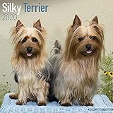 Silky Terrier Calendar - Dog Breed Calendars - 2019 - 2020 Wall Calendars - 16 Month by Avonside by 