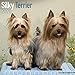 Silky Terrier Calendar - Dog Breed Calendars - 2019 - 2020 Wall Calendars - 16 Month by Avonside by 