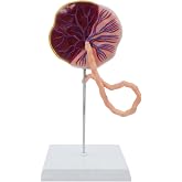 qzzXoq Placenta Umbilical Cord Anatomy Model, Life-Size Fetal Neonatal Cord Model With Vein and Artery Tissue Detachable Umbilical Cord for Obstetrics and Gynecology Teaching Tools