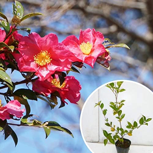 Amazon | 【5本セット】 サザンカ 樹高0.4m前後 10.5cmポット 山茶花 さざんか タチカン赤花(生垣樹木) 苗木 植木 苗 ...