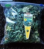 Fresh Organic Rue Plant Ruda Common Rue Herb of