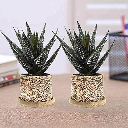 Lasaki Oxygen Big White Brown Gloss Ceramic Pots with Wooden Stand Plate for Indoor Plants Planters Flower pots Outdoor Succulent Pot(wp6) Set of 2