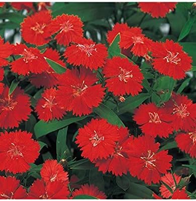 Amazon Co Jp ナデシコテルスタースカーレットの花の種 ホーム キッチン