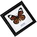 INSECTFARM Framed Real Common Tiger Butterfly Collection Display Insect Taxidermy