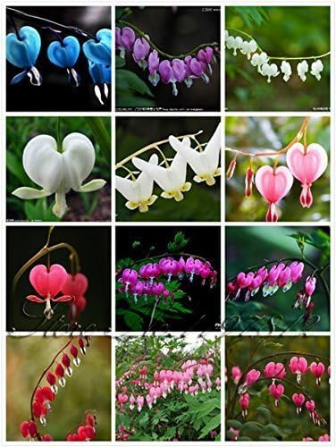 Amazon Com 100 Pcs Bag 20 Color Dicentra Spectabilis Seeds