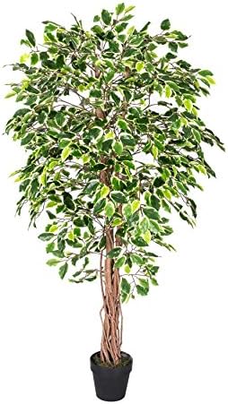 Vedanta Sales Harit -The Plants Shop Ficus Green Live Plant with Compost Organic Manure and Pot