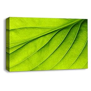 Leaf Veins Pictures Home Wall for Bedroom Living...