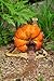 Top Collection Enchanted Story Garden and Terrarium Pumpkin Fairy House Outdoor Decor