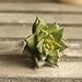Supla 3 PCS Small Faux Succulents Unpotted Fake Plants Succulent stem DIY Succulent Wreath Craft Artificial Plant Fake Land Lotus Landscape Fake Flower Arrangement Garden Decor Home Office Decoration