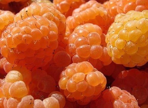 HEIRLOOM NON GMO Golden Raspberry 50 seeds by Stupid Girl