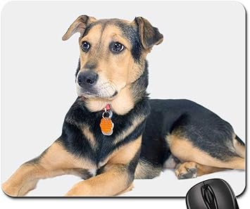 german shepherd cross rescue