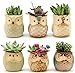 Weierken Mini 6PCS Owl Pot Ceramic Flowing Glaze Base Serial Set Succulent Plant Pot Cactus Plant Pot Valentine's Day Container Planter Bonsai Pots with A Hole, Christmas