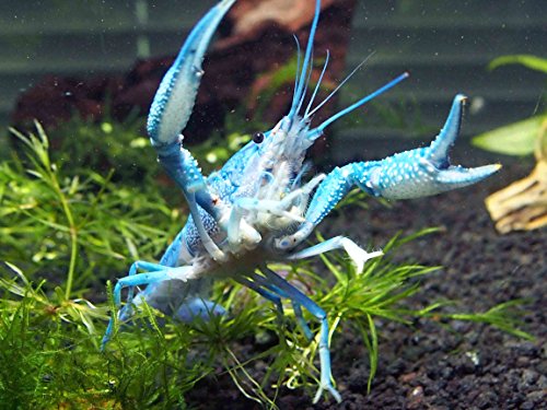 blue crayfish petsmart