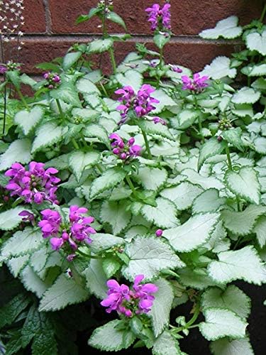 Amazon Com Perennial Farm Marketplace Lamium M Purple Dragon Dead Nettle Groundcover Size 1 Container Silver Leaves And Deep Lavender Flowers Garden Outdoor