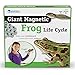 Learning Resources Giant Magnetic Frog Life Cycle