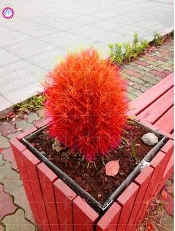 新鮮なコチア 花 美しい花の画像