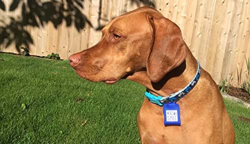 Quiet Spot Pet Tag Silencer (Orange)