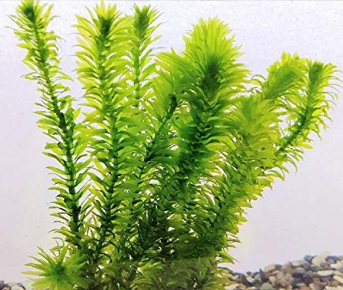 週末限定タイムセール アナカリス7本 8本 水草 さえずり草