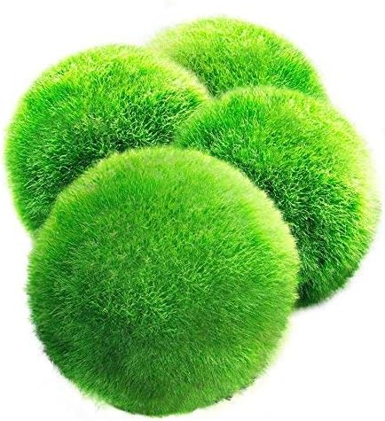 4 LUFFY Giant Marimo Moss Balls --- Aesthetically Beautiful & Create Healthy
Environment - Low-Maintenance - Suit All aquarium sizes - Shrimps & Snails Love Them
