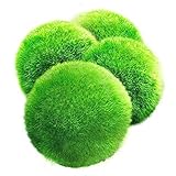 4 LUFFY Marimo Moss Balls - Aesthetically Beautiful & Create Healthy Environment - Eco-Friendly, Low Maintenance & Curbs Algae Growth - Shrimps & Snails Love Them