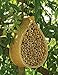 Mason Bee House
