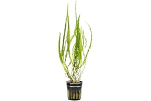 SubstrateSource Cryptocoryne Live Aquarium Plants - Freshwater Plant for Aquariums, Planted Fish Tanks - Beginner Friendly (Balansae, 1 Pot (3-5 Plants))